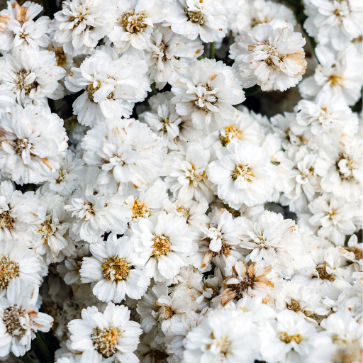 Achillea 'The Pearl'