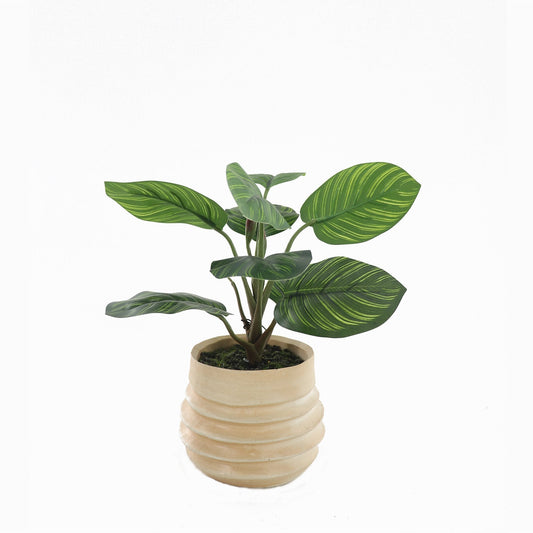 Muse Artifical Arrowroot in Ceramic Pot 20x34cm