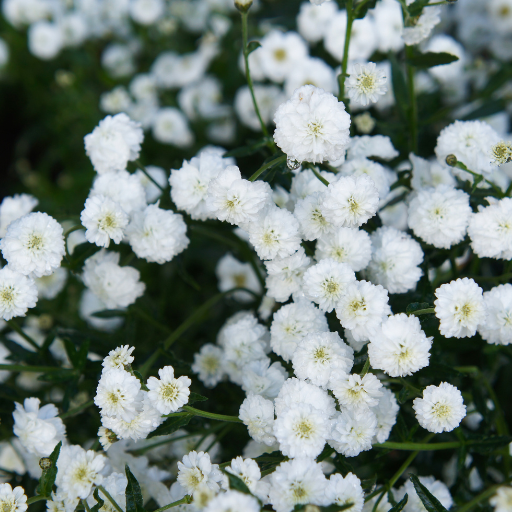 Achillea 'The Pearl'