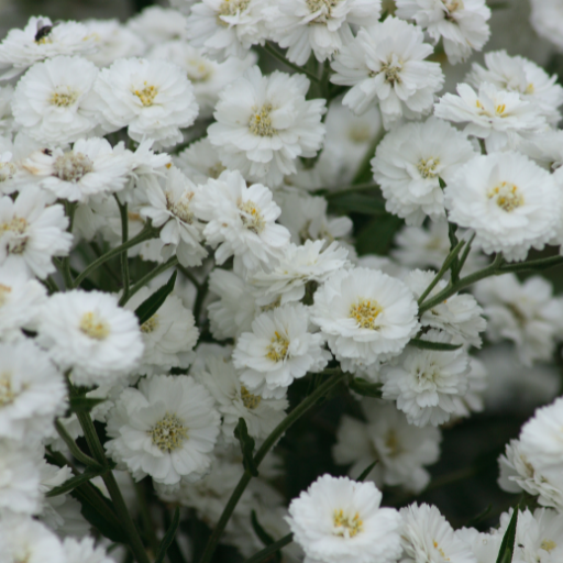 Achillea 'The Pearl'