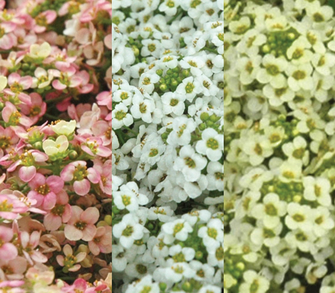 Alyssum Pixie Citrus Mix