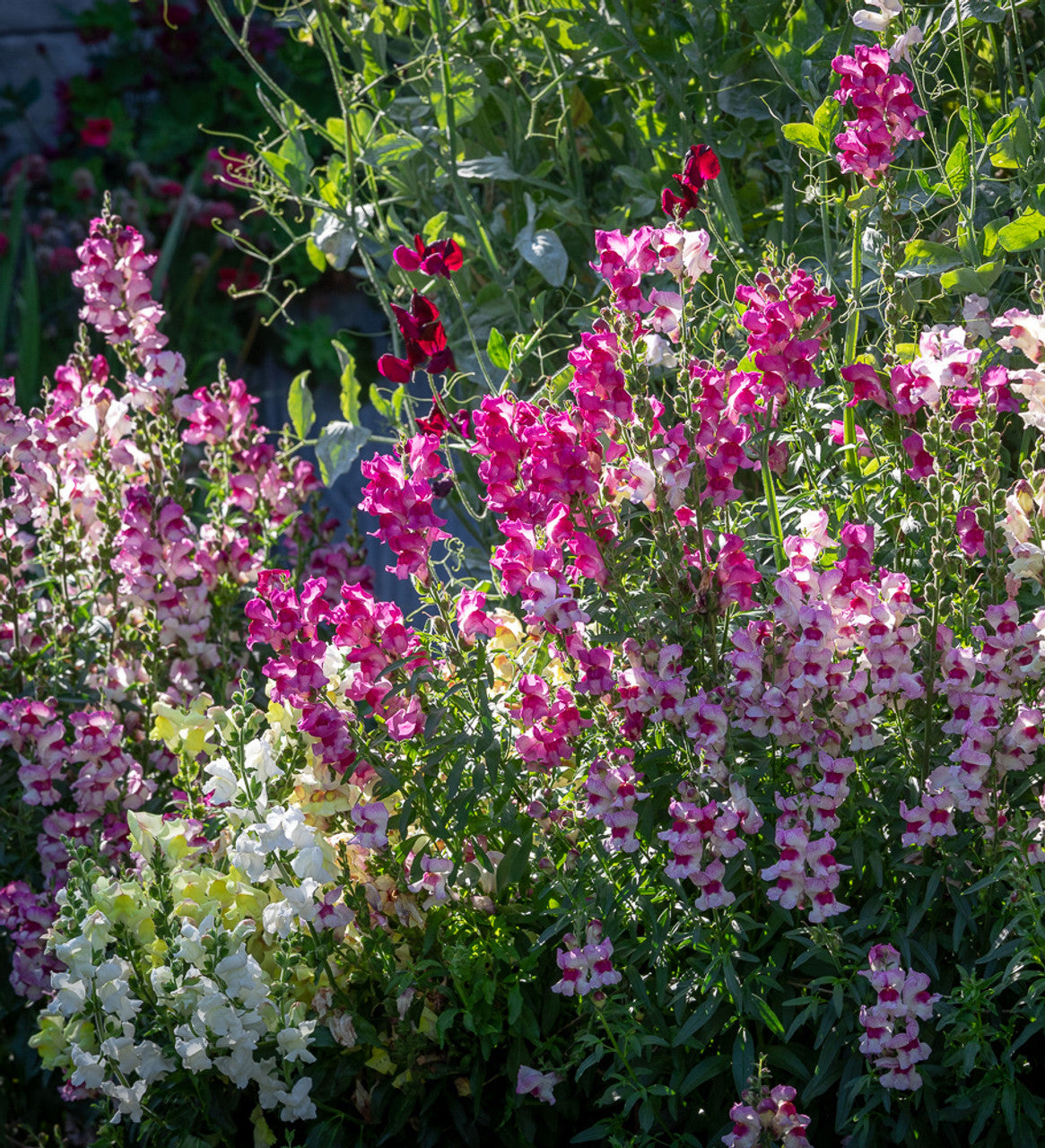 Snapdragon - Brighton Rock