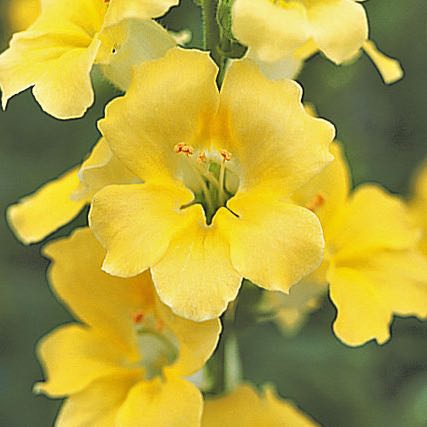 Snapdragon - Cream