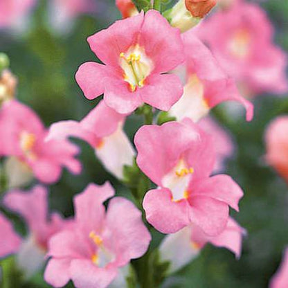 Snapdragon - Chantilly Pink