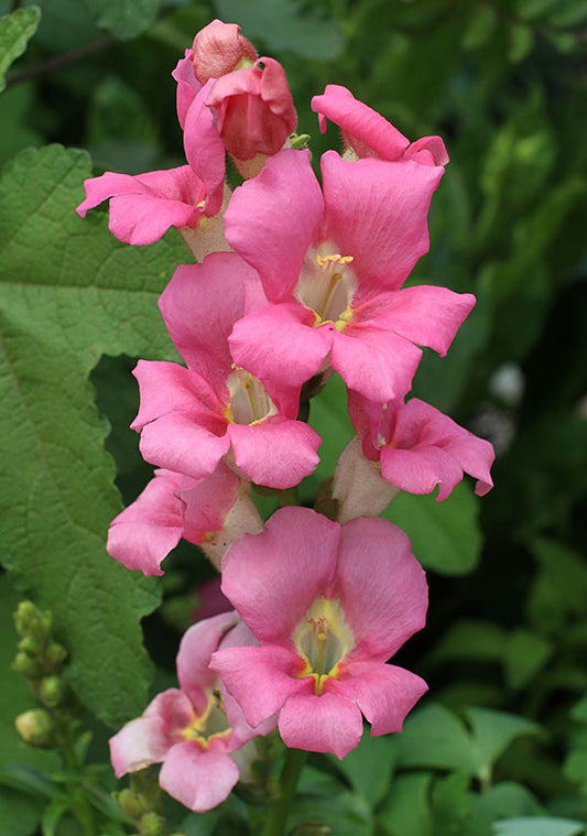 Snapdragon - Chantilly Pink