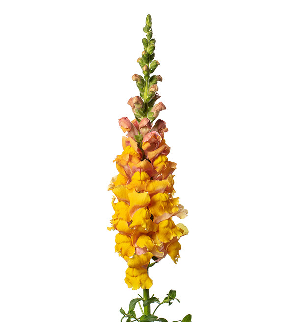 Snapdragon - Costa Cognac