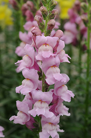 Snapdragon - Costa Lavender