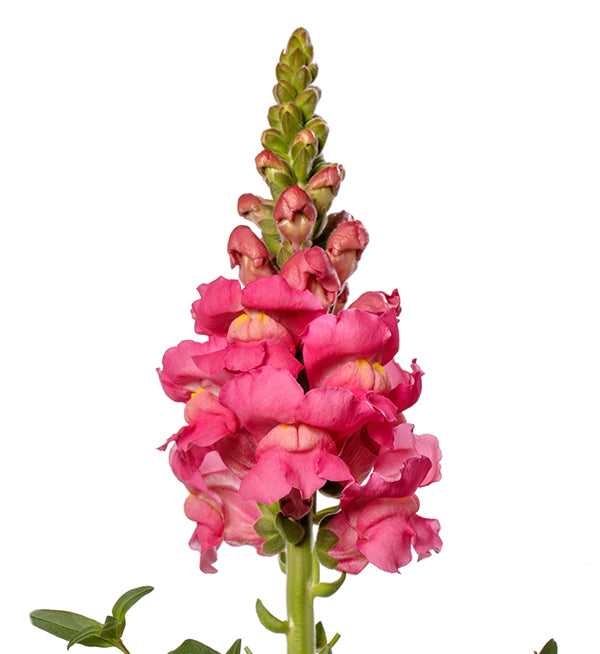 Snapdragon - Costa Rose