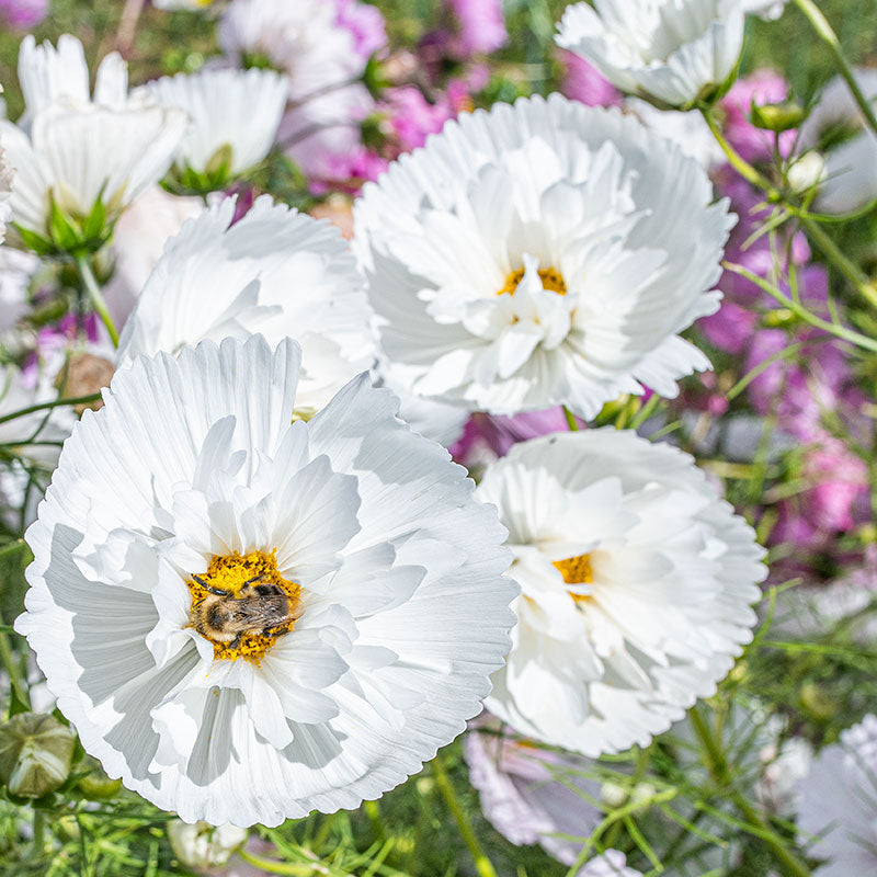 Cosmos Cupcakes White