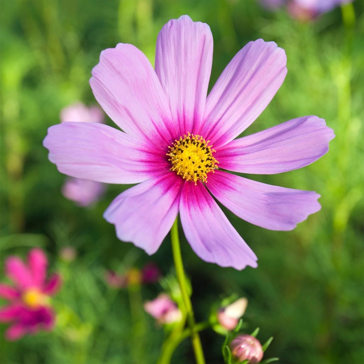 Cosmos Sensation Gloria