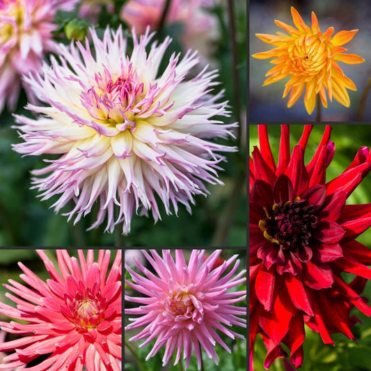 Dahlia Cactus Mixed