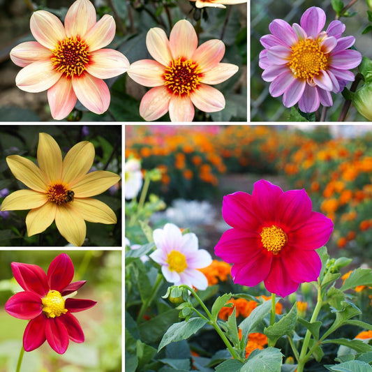 Dahlia Coltness Single Mixed