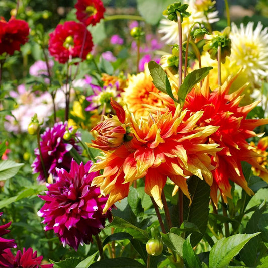 Dahlia Decorative Giants Mixed