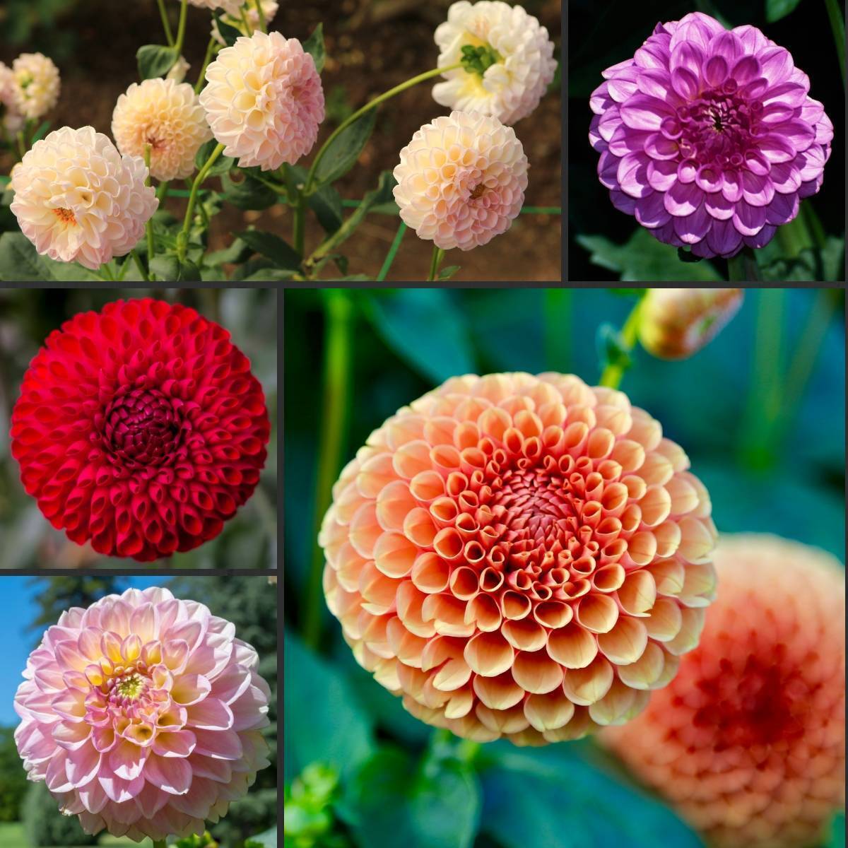 Dahlia Pompon Double Flowered Mix