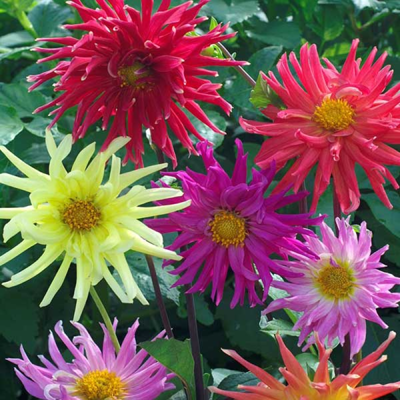 Dahlia Starlight Mixed