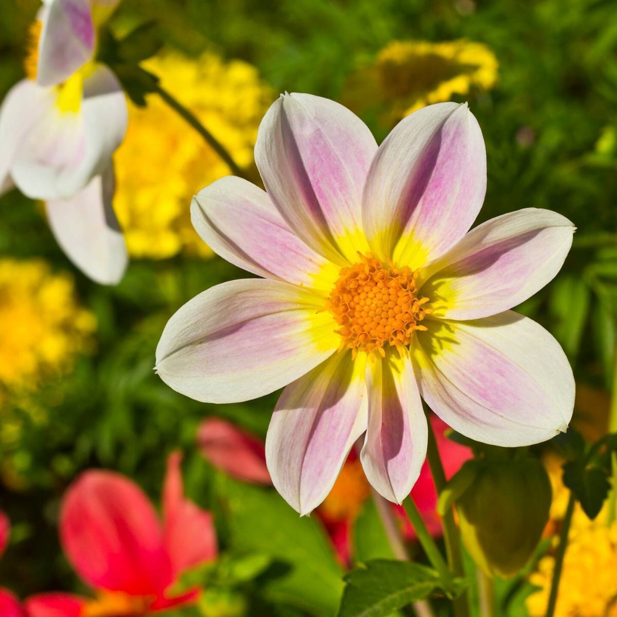 Dahlia Unwins Bedding Mix