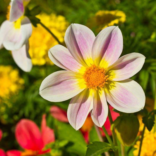 Dahlia Unwins Bedding Mix