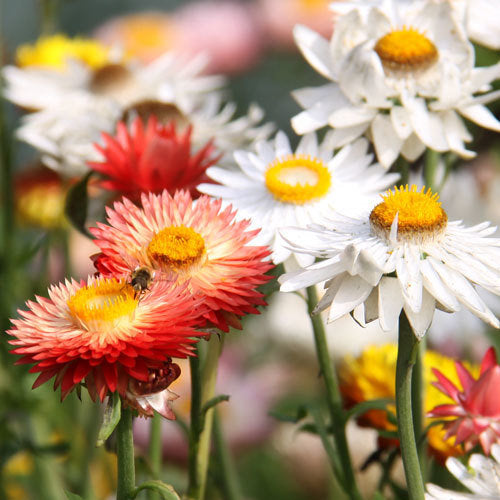 Strawflower - King Mix