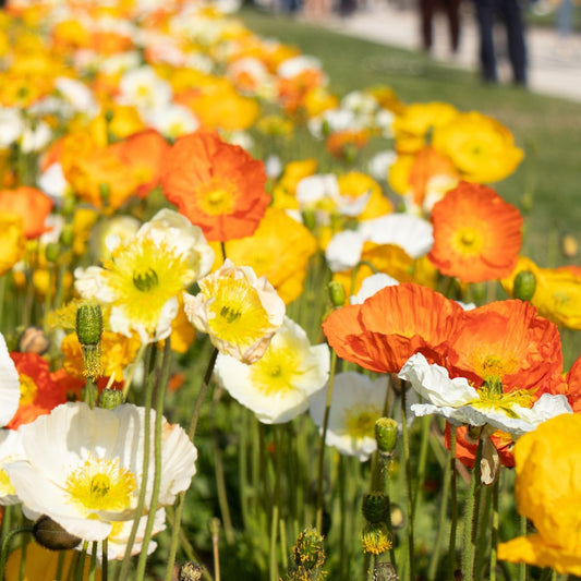 Poppy - Festival Mixed