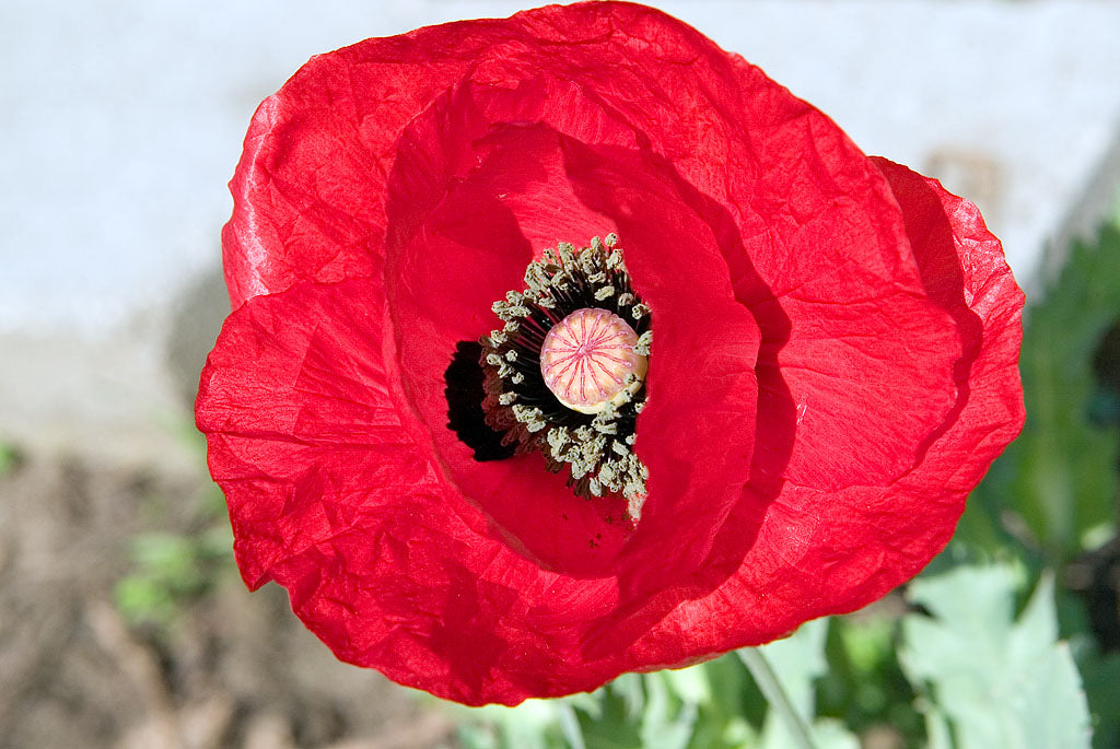 Poppies - Papaver Glaucum