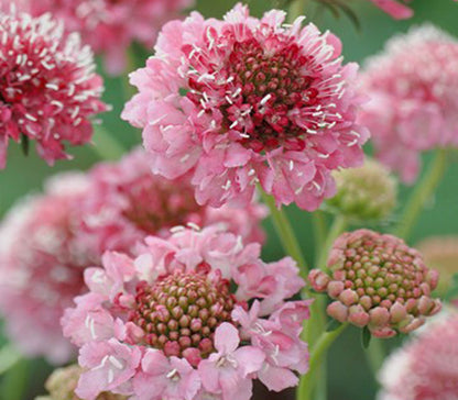 Scabiosa Atro Pink