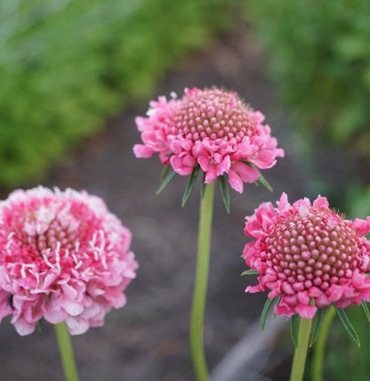 Scabiosa Atro Pink