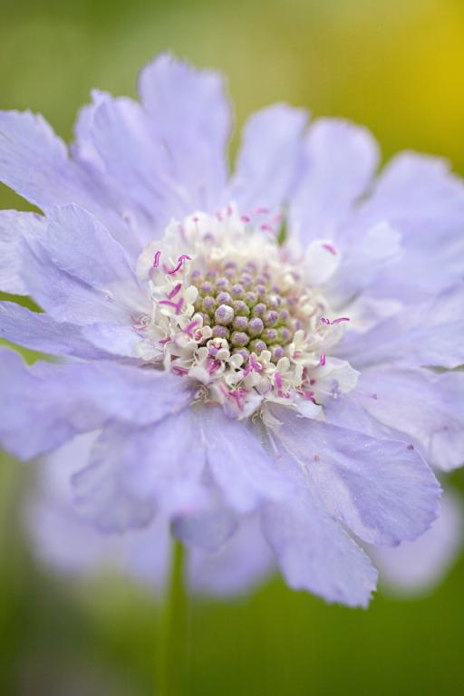 Scabiosa Caucasica Perfection Blue