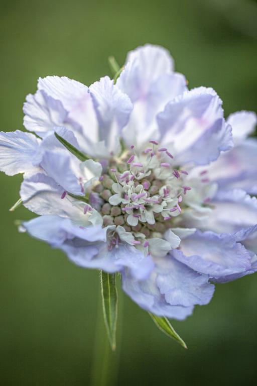 Scabiosa Caucasica Perfection Blue