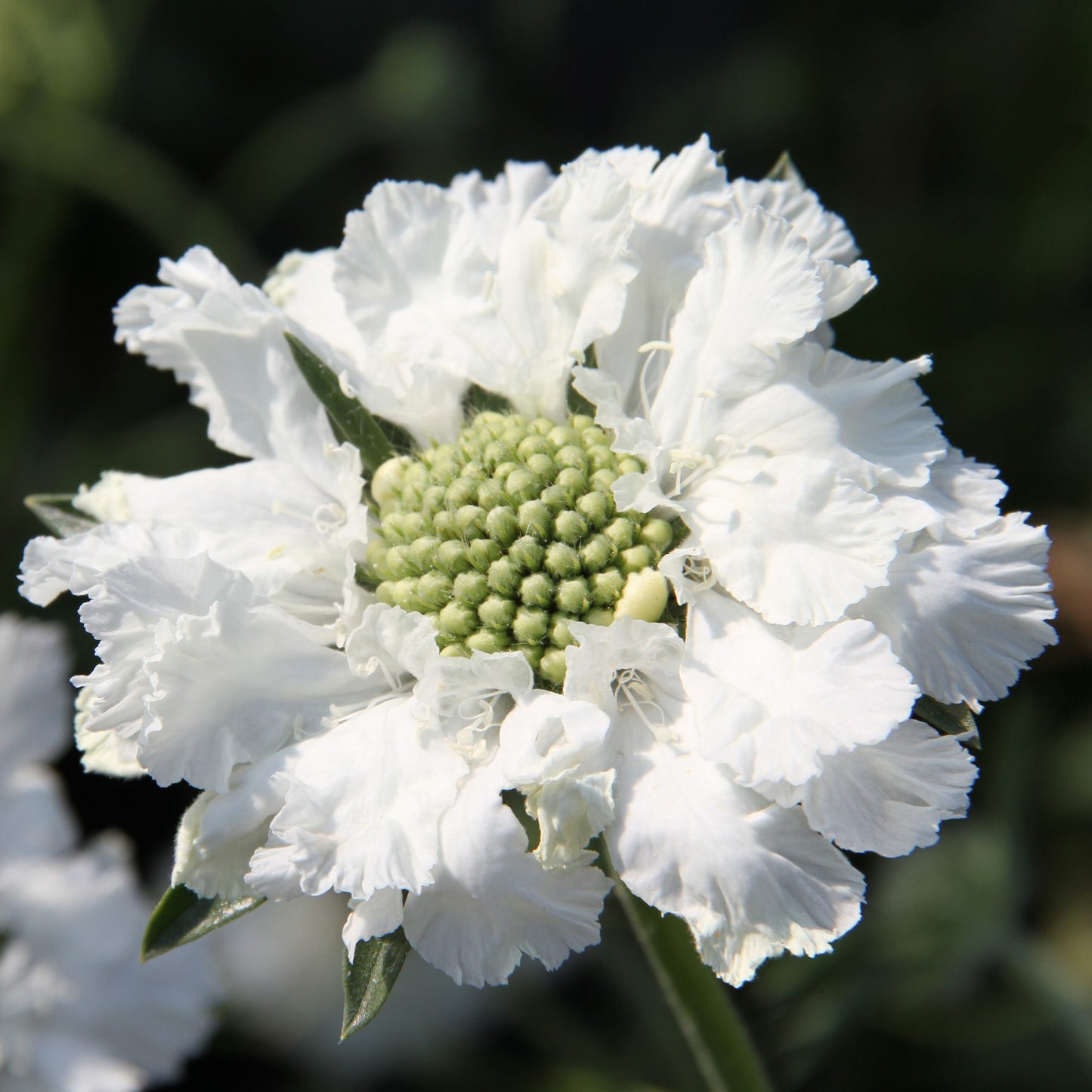 Scabiosa Fama White