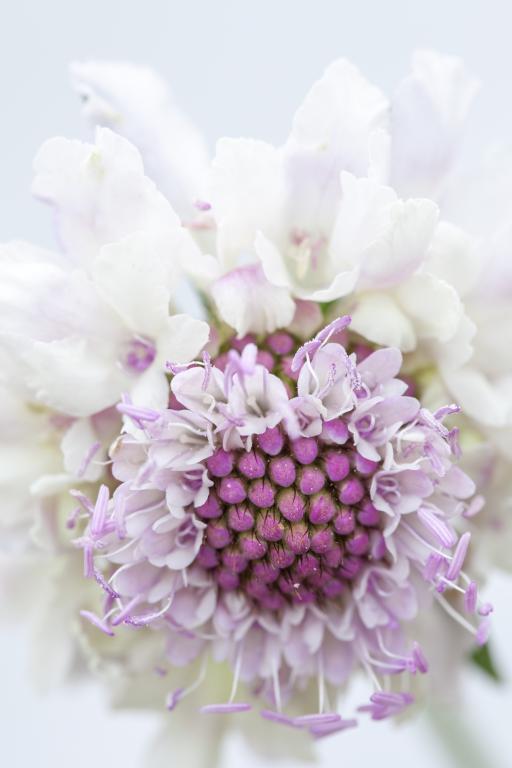 Scabiosa Tall Double Flowered Mix