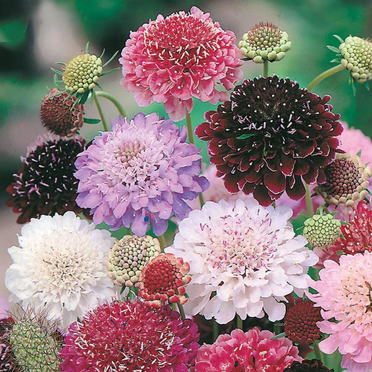 Scabiosa Tall Double Flowered Mix