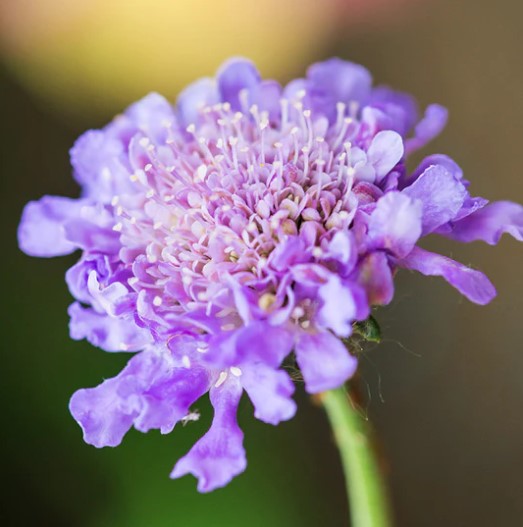 Scabiosa Tall Double Lavender Blue