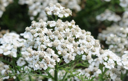 White Yarrow - Achillea millefolium