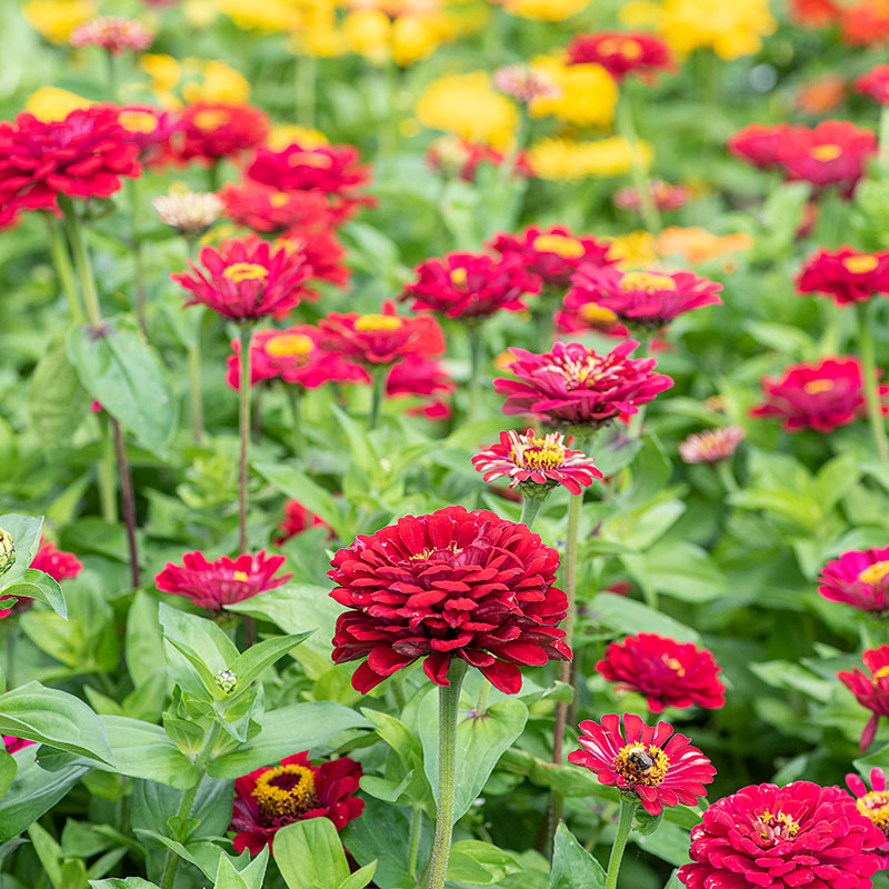 Zinnia Elegans Meteor