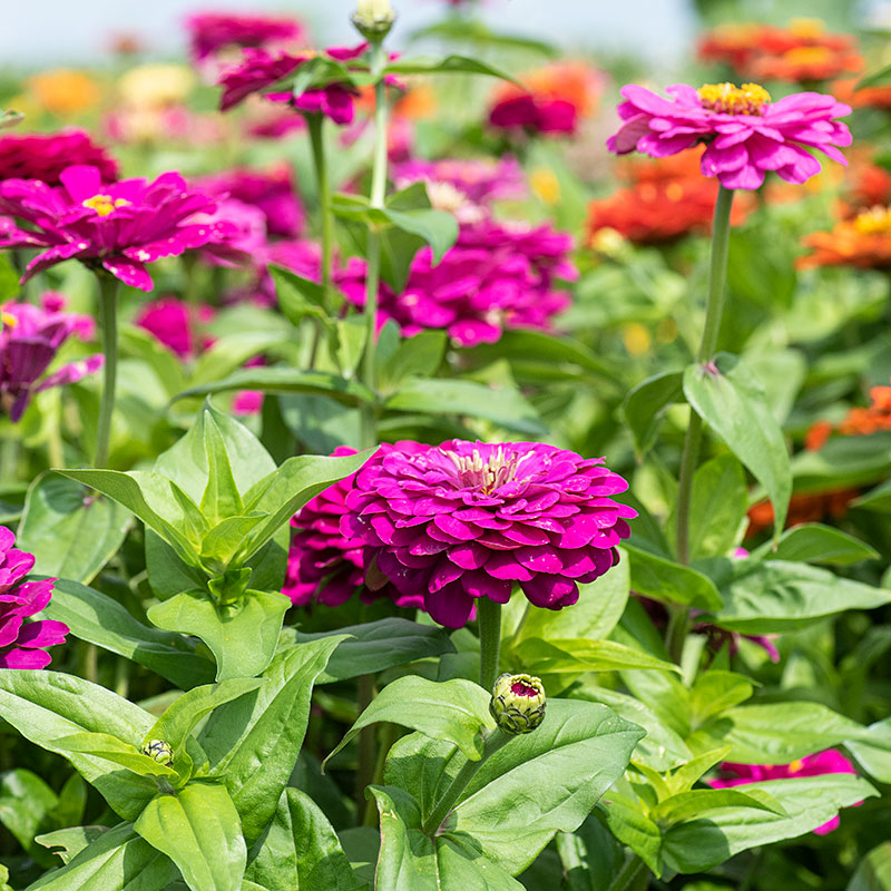 Zinnia - Purple Prince