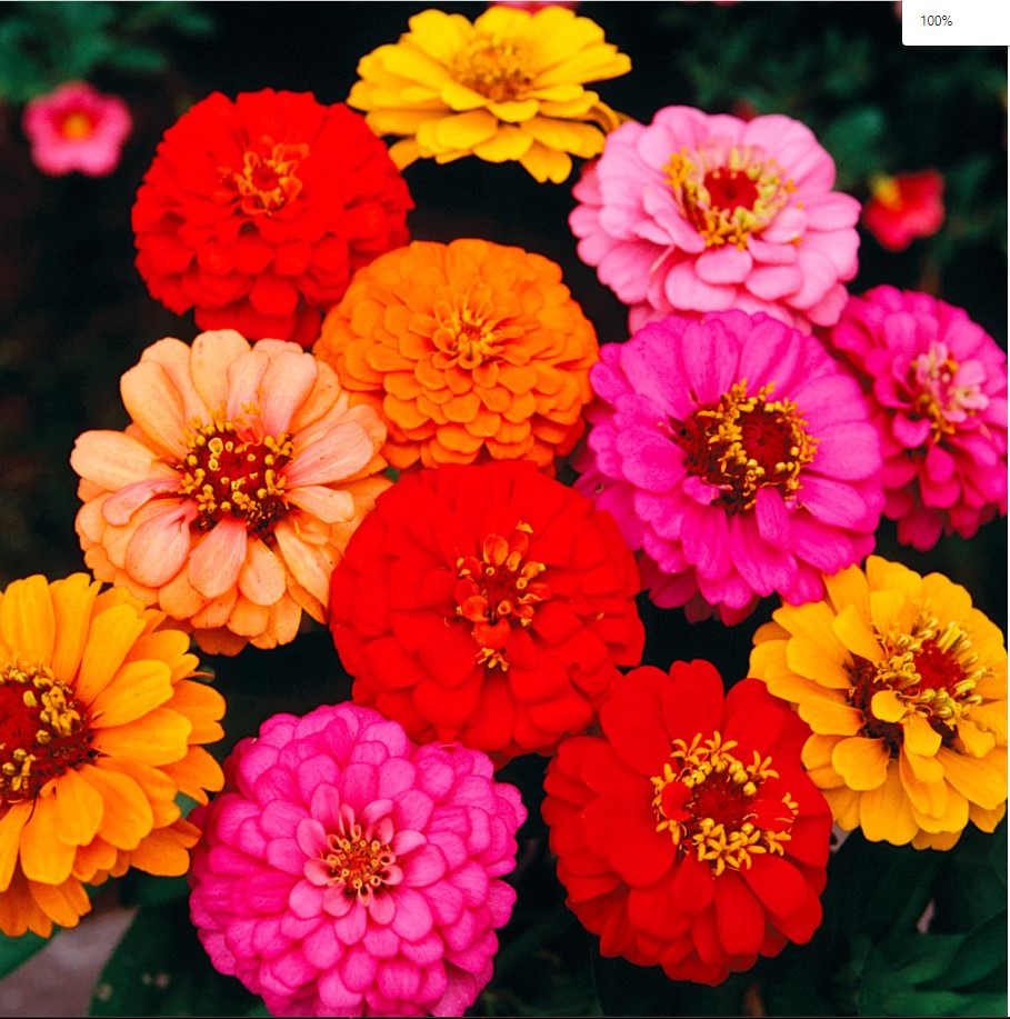 Zinnia Lilliput Mix