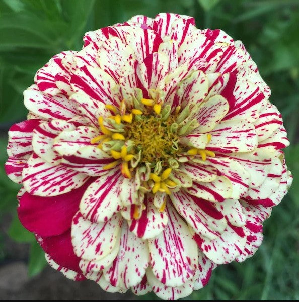 Zinnia Peppermint Stick