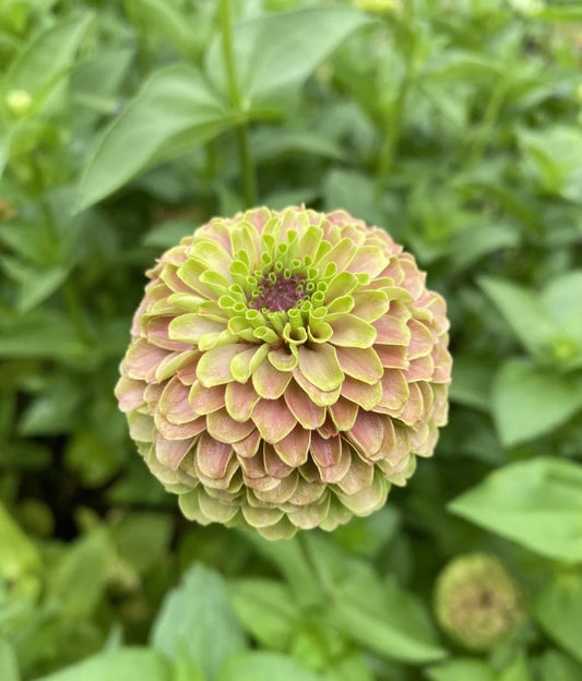 Zinnia Queen Lime With Blush