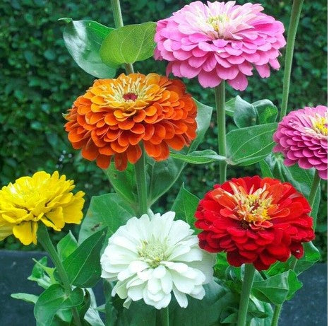 Zinnia Tetra State Fair