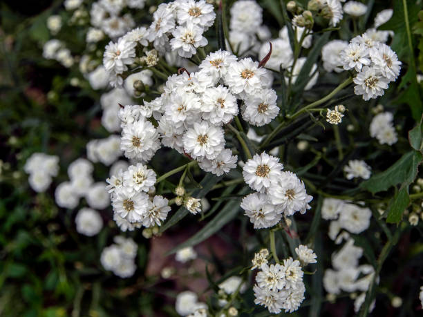 Achillea 'The Pearl'