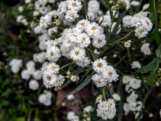 Achillea 'The Pearl'