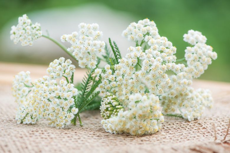 White Yarrow - Achillea millefolium