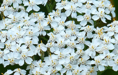 White Yarrow - Achillea millefolium