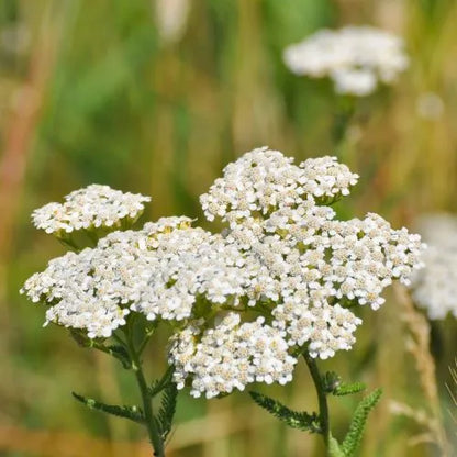 White Yarrow - Achillea millefolium